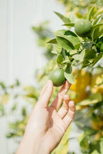 Load image into Gallery viewer, Lime & Coconut Large Scented Candle