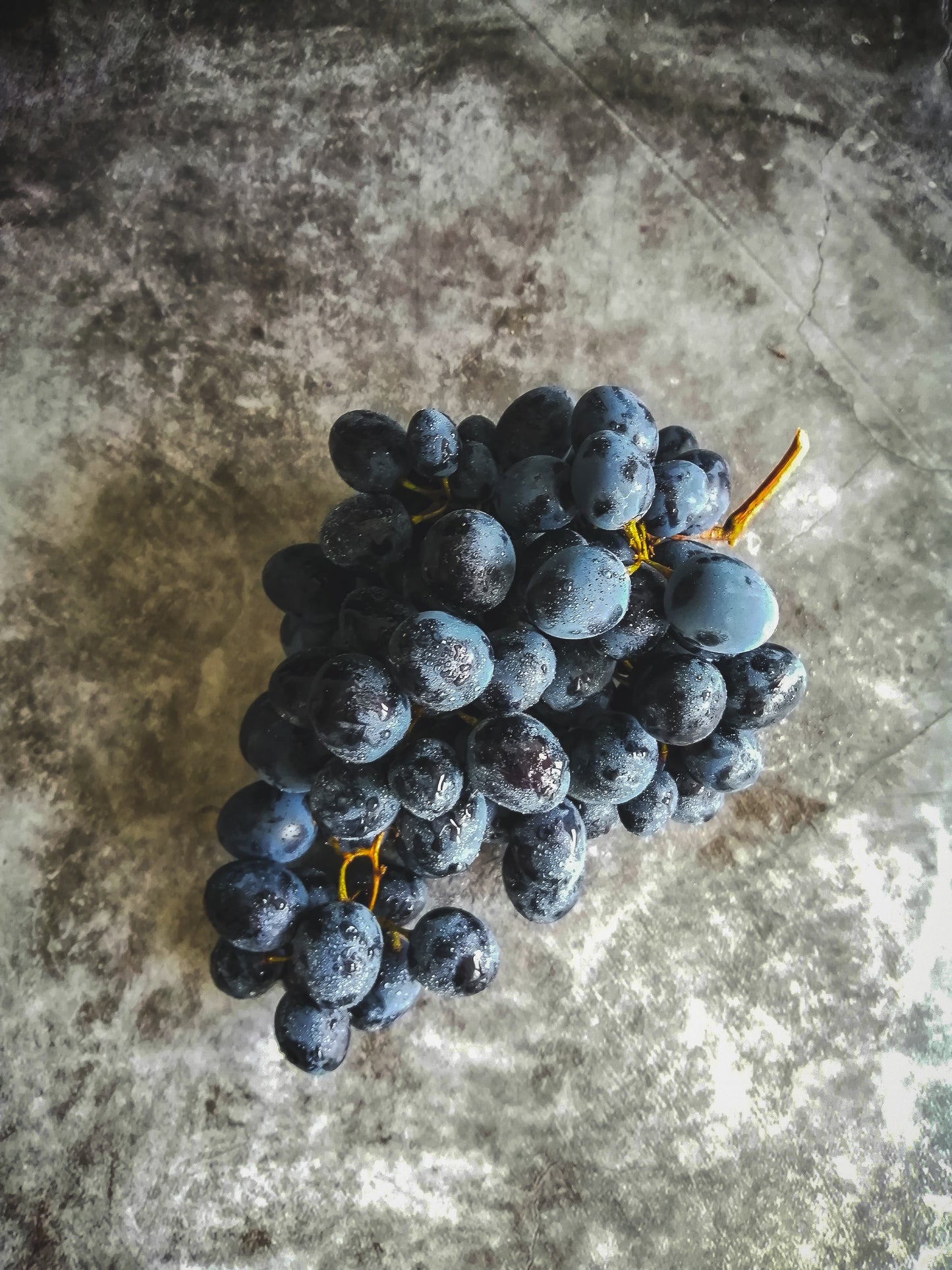 Japanese Honeysuckle Large Scented Candle