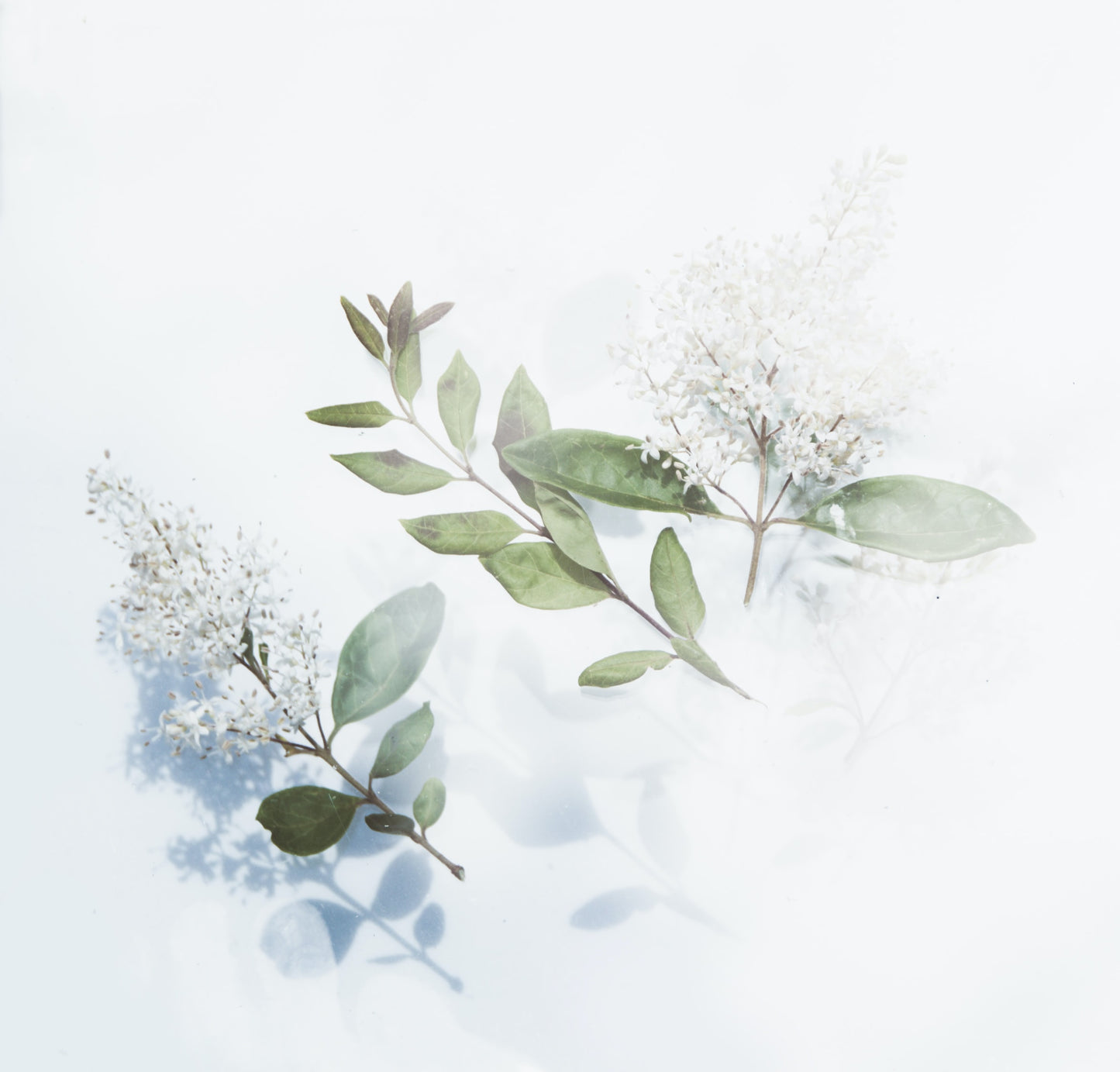 Japanese Honeysuckle Small Scented Candle